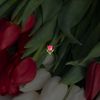 berikkyzy_005