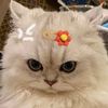 kittikawinth