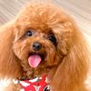 puppy_dogky