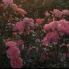 roseix49