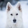 troubleon4paws