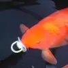 cheetodustonafish