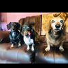 sashaandkarma
