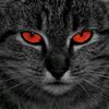meowkucing2001