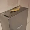 chebu_eshik
