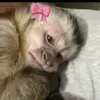 tattestiktok