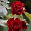 roselady335
