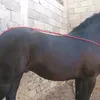 محمد محمد