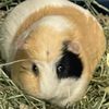 thefluffestpotatoes
