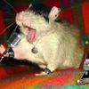 emo_rat6758