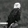 sonofadam60