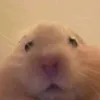 gtfrdedwaq
