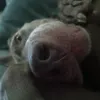 diegogrz_
