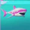 sharkbait1