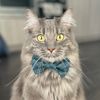 mykittennova