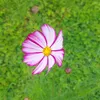 vinh_tran22