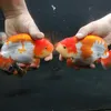 Fish Magazine