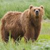 literally_the_bear