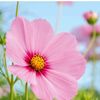 umer_muzafar42