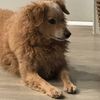 minidoodlemix1