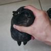 smoldiego