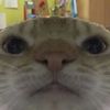 meowin33