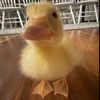 duckyyduckk1