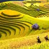 xuan_bachh