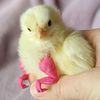 areallysillygoose