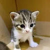 minh.mit11