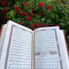 papula_227