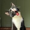 thiscatiscarbs