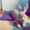 sharaanchinobun