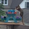squirrelonapicnictable27