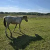 andrearossilinksrechts