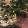 almalki711_123