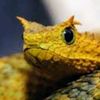 _snake_ron_0831_