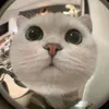 beo_741