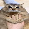 sadgayming