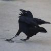 vincethecrow