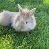 bunnyguys123