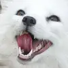 _snackrifice_