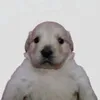 okeoked1