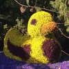 ducky_quacka