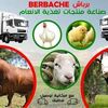 شركة برباش السبتي للاعلاف