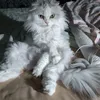 mamichi00