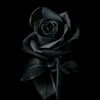 nguyen_quan30724