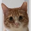 minte_katso