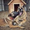 Ruger & Remi