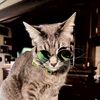 pawstojourney